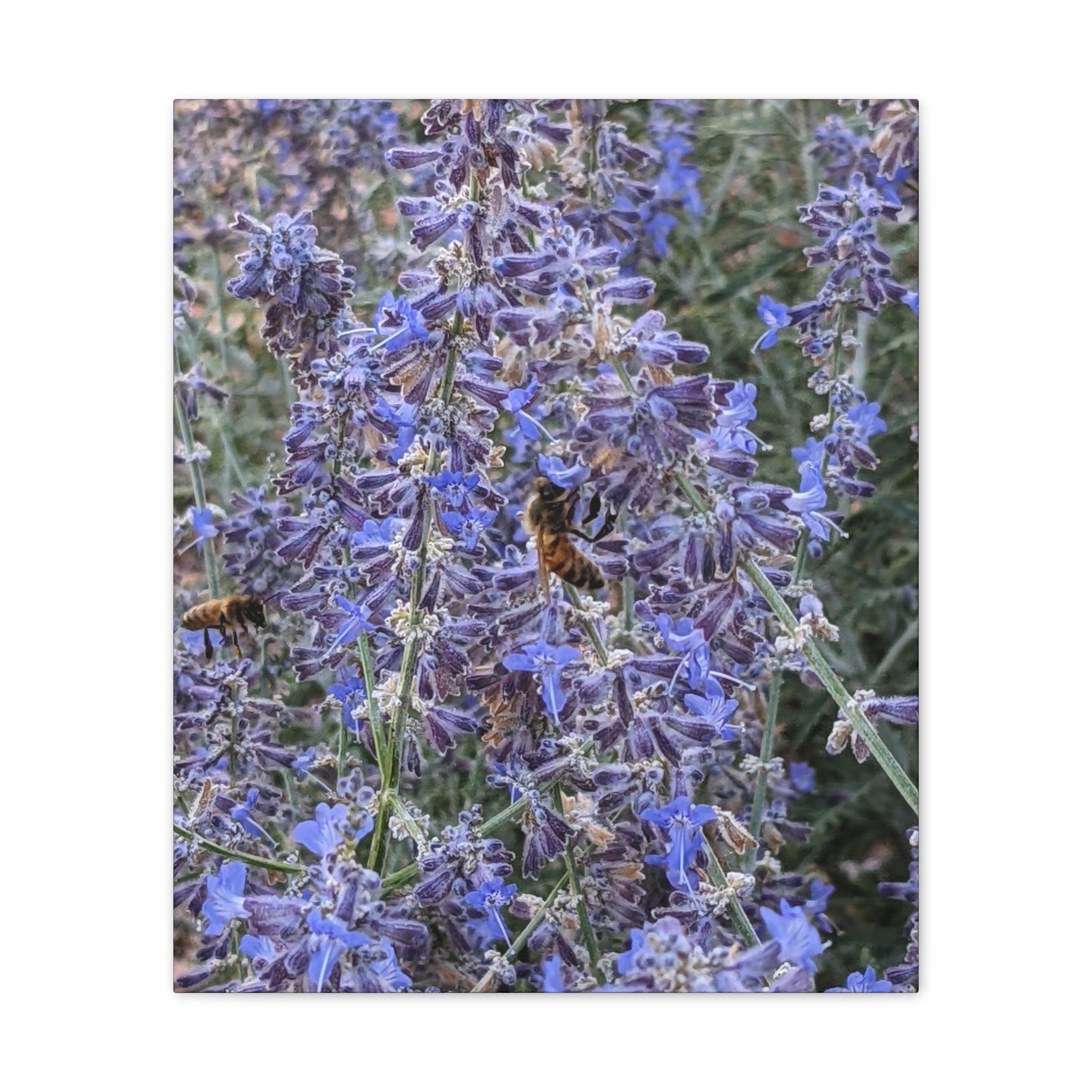 Purple Sage Honeybee Canvas Print — Floral Nature Wall Art