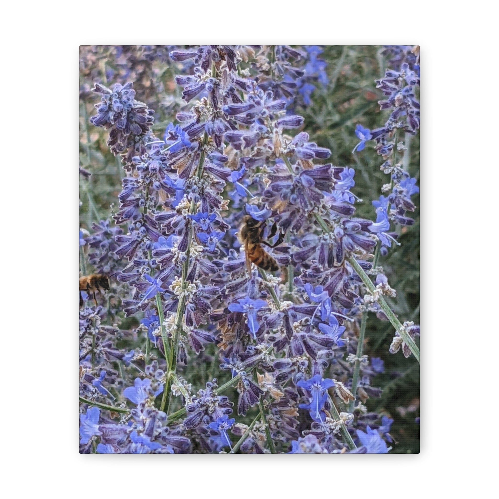 Purple Sage Honeybee Canvas Print — Floral Nature Wall Art