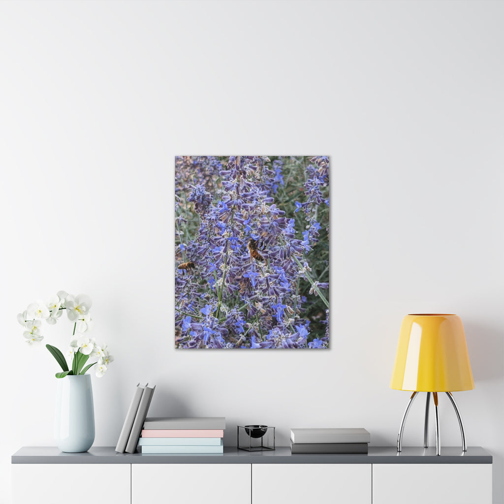 Purple Sage Honeybee Canvas Print — Floral Nature Wall Art