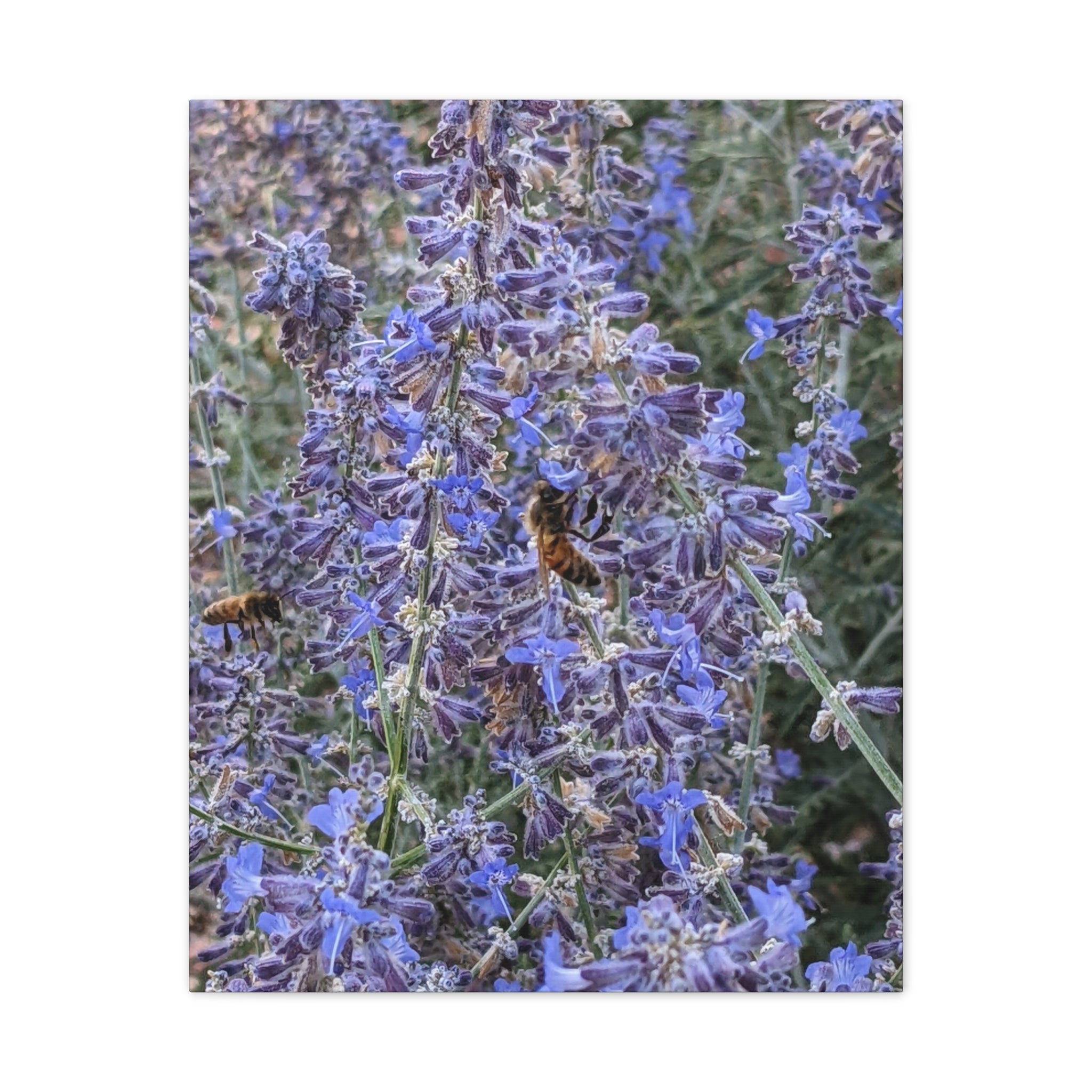 Purple Sage Honeybee Canvas Print — Floral Nature Wall Art
