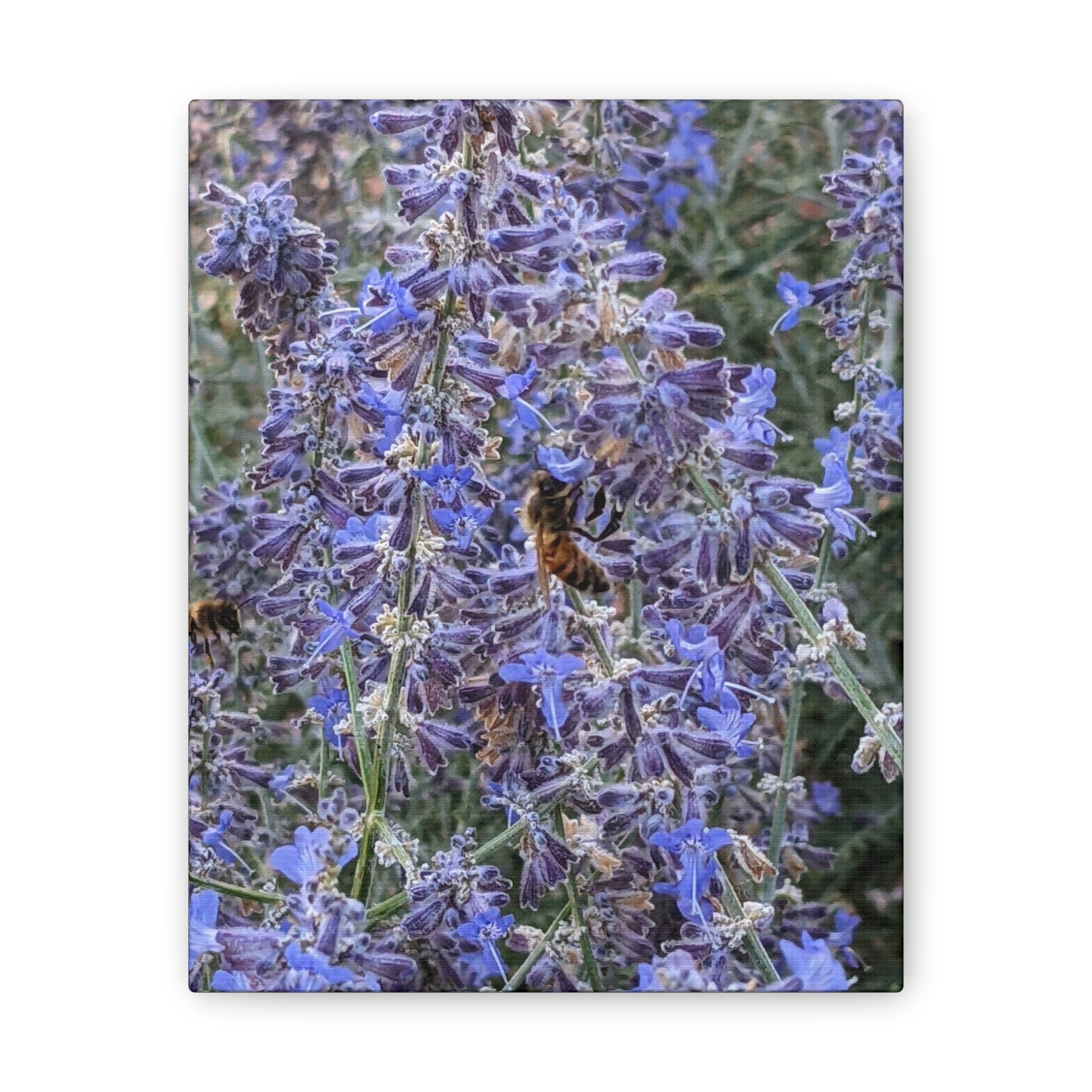 Purple Sage Honeybee Canvas Print — Floral Nature Wall Art