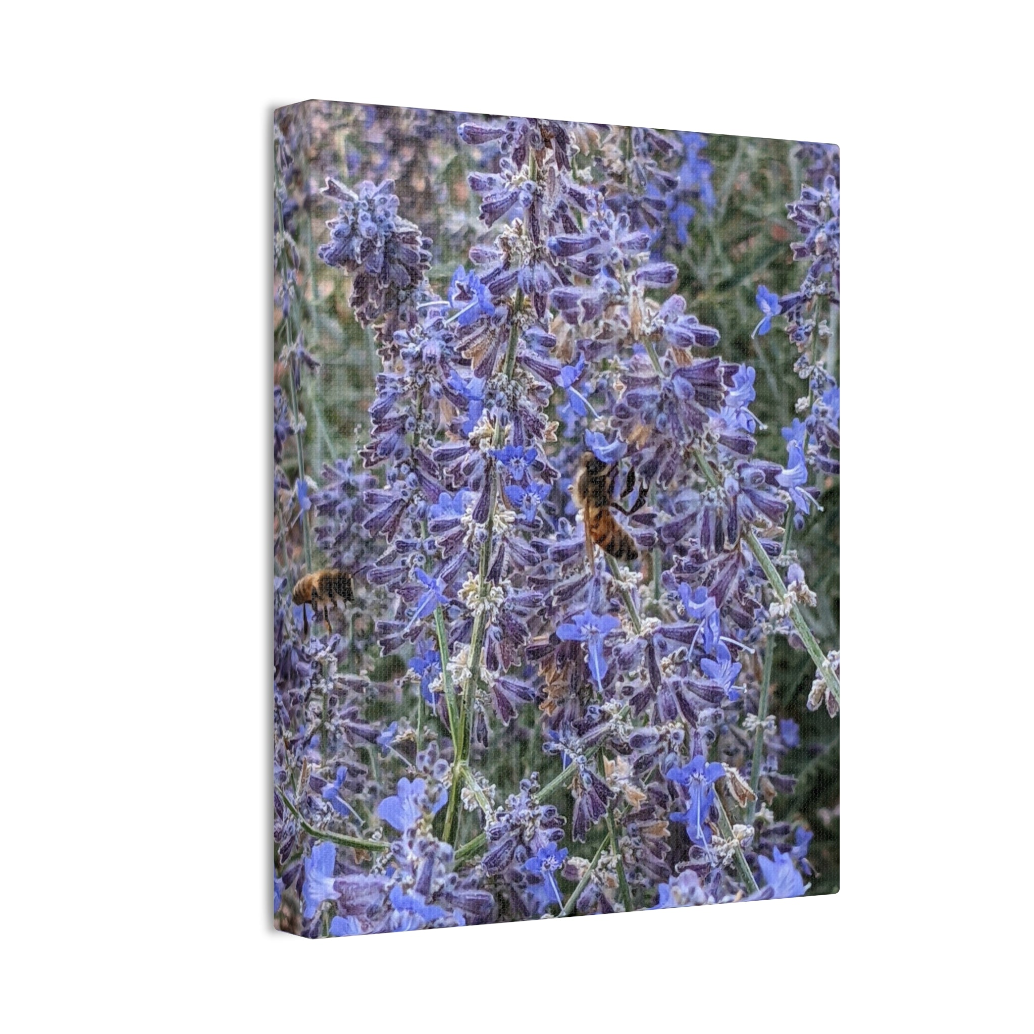 Purple Sage Honeybee Canvas Print — Floral Nature Wall Art
