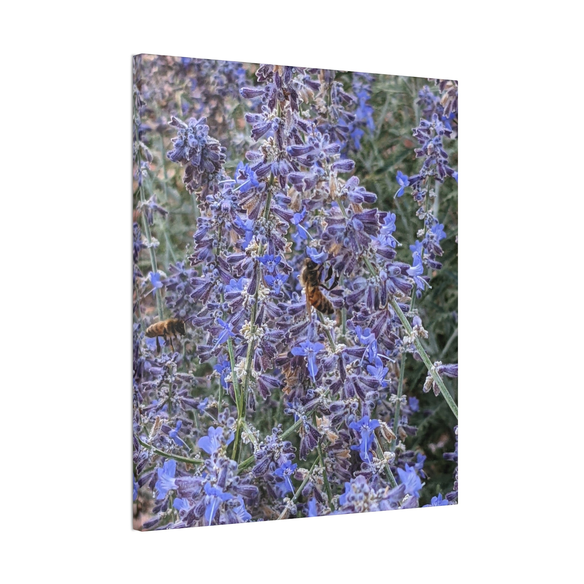 Purple Sage Honeybee Canvas Print — Floral Nature Wall Art